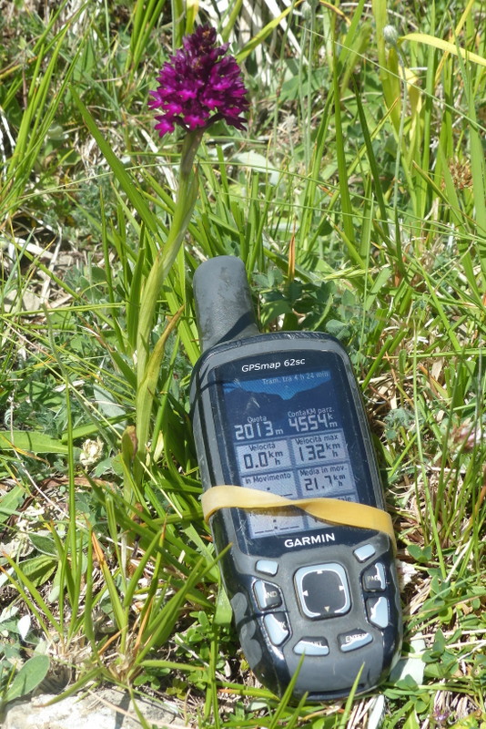 La Nigritella widderi a Pizzo di Sevo e Cima Lepri  -  luglio 2025